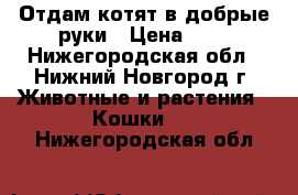 Отдам котят в добрые руки › Цена ­ 5 - Нижегородская обл., Нижний Новгород г. Животные и растения » Кошки   . Нижегородская обл.